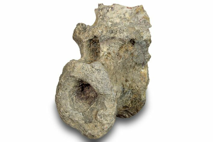 Fossil Synapsid (Dimetrodon) Vertebra - Texas #251364